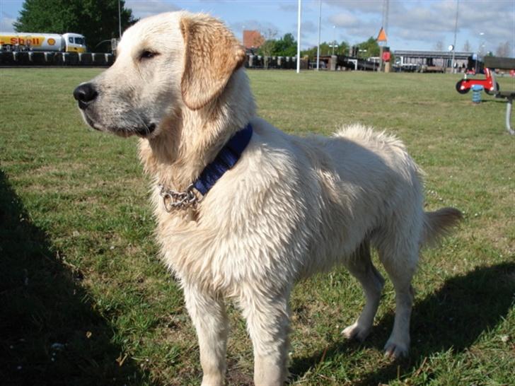 Golden retriever Lundtoftgårds Kato - Kato venter på færgen over til " mormor og morfar" billede 2