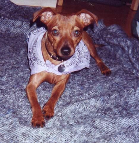 Blanding af racer Chili billede 2