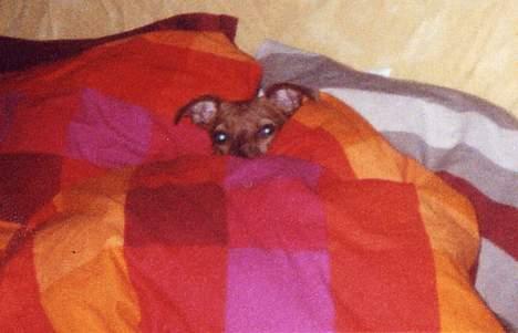 Blanding af racer Chili billede 3