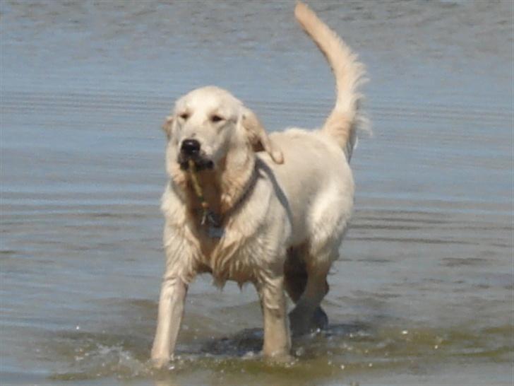 Golden retriever Lundtoftgårds Kato - Er jeg ikke dejlig, kan se såååå sød ud billede 4