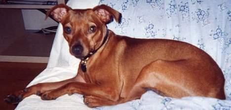 Blanding af racer Chili billede 4