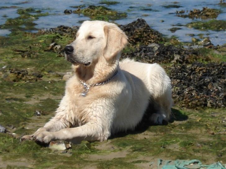 Golden retriever Lundtoftgårds Kato - Master of the sea billede 5