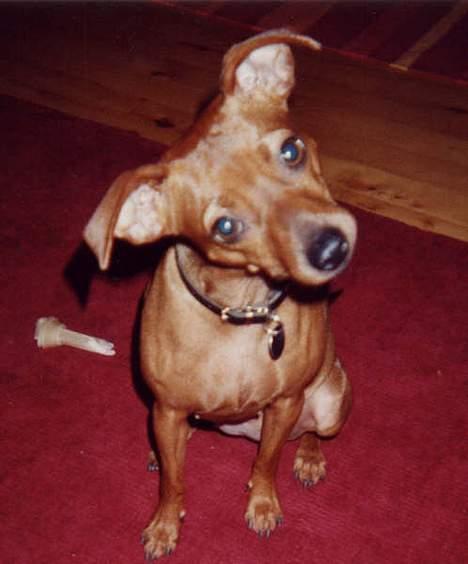 Blanding af racer Chili billede 5