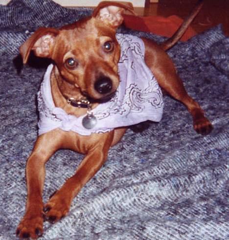 Blanding af racer Chili billede 6