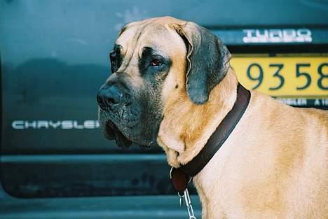 Grand danois Scooby Doo - "Chauffør. Kom hid. Vi skal ud og køre"  billede 5