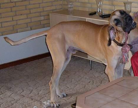 Grand danois Scooby Doo - Leger med "Far". "Det er jo sjovt, det her" billede 6