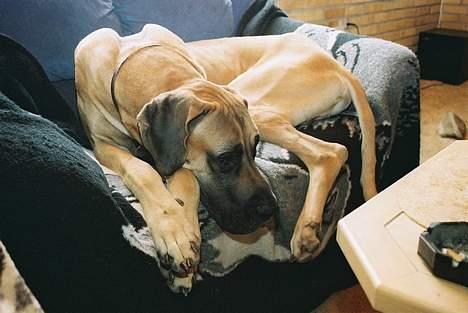 Grand danois Scooby Doo - En sofa er en guddommelig opfindelse. billede 7