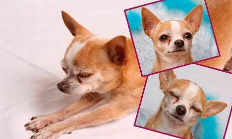 Chihuahua Mexi Xaxo (Xaxo) (R.I.P.) - Xaxo er Coverdog fra Trenddog.dk billede 10