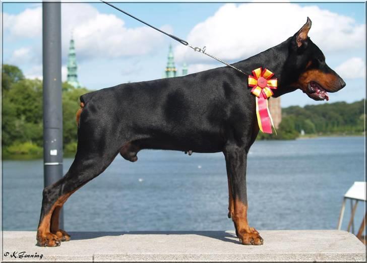 Dobermann Nord Nimrod Od Telepa (R.I.P.) billede 10