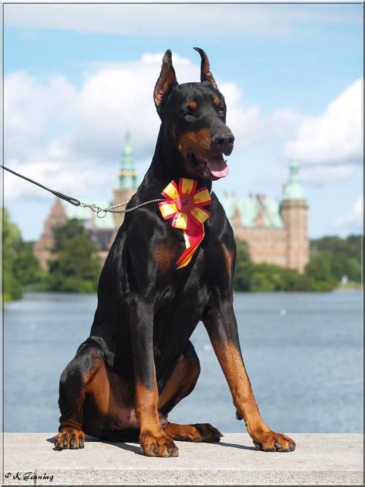 Dobermann Nord Nimrod Od Telepa (R.I.P.) billede 11