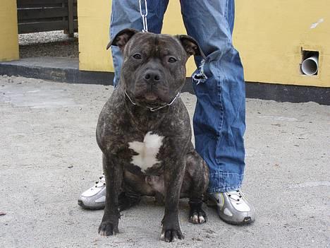 Amerikansk staffordshire terrier Banzai den bedste - så skal vi gå tur mig og far billede 12