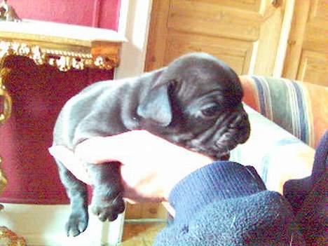 Fransk bulldog Ejner - 4 uger gammel Ejner, den største af 7 hvalpe billede 2