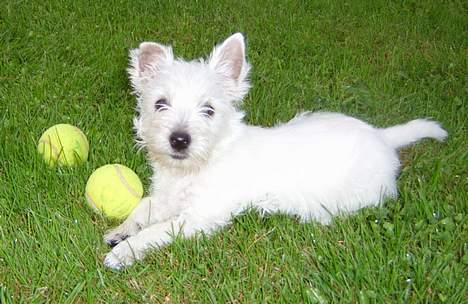 West highland white terrier Tull-A-More - Her ligger jeg med alle mine bolde billede 1