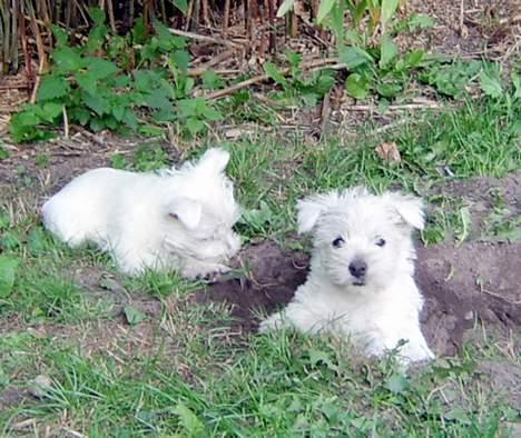 West highland white terrier Tull-A-More - Mig og min søster - har lavet en golfbane billede 2