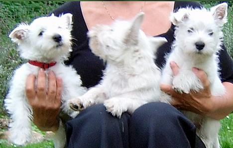 West highland white terrier Tull-A-More - Her er min søster Zita, min Toby og så mig - du kan kende mig på ørerne eller rettere det ene hænger lidt  billede 3