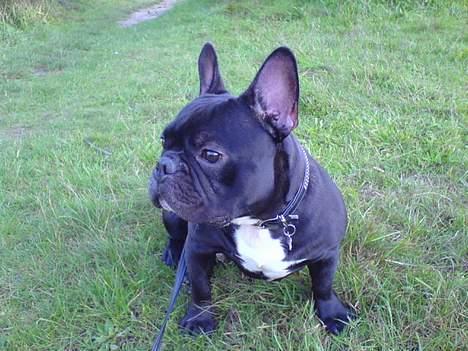 Fransk bulldog Ejner billede 3