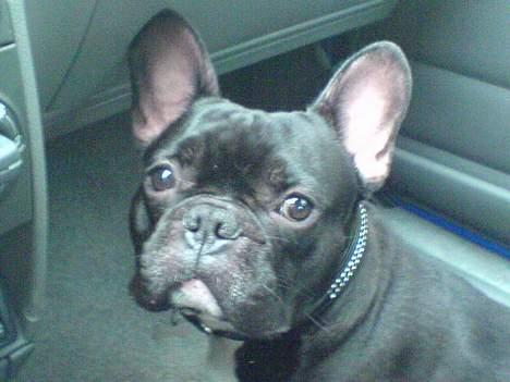 Fransk bulldog Ejner billede 4