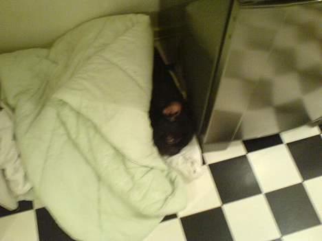 Fransk bulldog Ejner billede 5