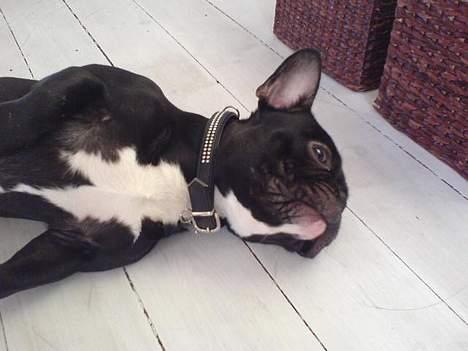 Fransk bulldog Ejner billede 8