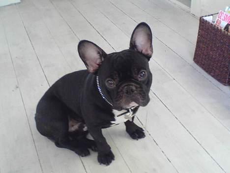 Fransk bulldog Ejner billede 9