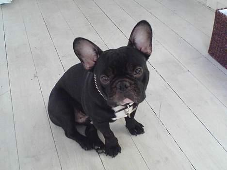 Fransk bulldog Ejner billede 10