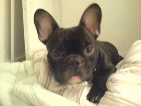 Fransk bulldog Ejner billede 11