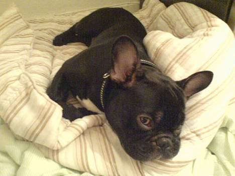 Fransk bulldog Ejner billede 12