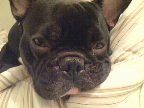 Fransk bulldog Ejner billede 13