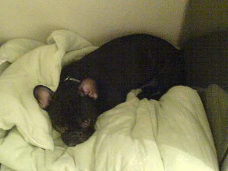 Fransk bulldog Ejner billede 14