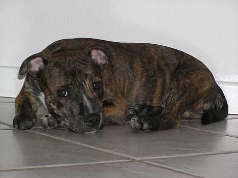 Staffordshire bull terrier Harley billede 19