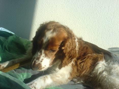 Welsh springer spaniel <3molly<3 - i love you<3 men sådan ser du bare ikk ud mere men aflige vel elsker jeg dig <33 og det vil jeg altid gøre<33 billede 1