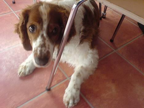 Welsh springer spaniel <3molly<3 - jaah det er jooh ikk særlig lang tid siden det er blevet taget og du er bare dejlig<33 billede 2