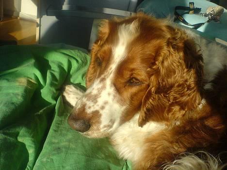Welsh springer spaniel <3molly<3 - smuk som altid<33 jeg elsker dig sku<33 billede 3