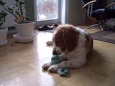 Welsh springer spaniel <3molly<3 billede 4