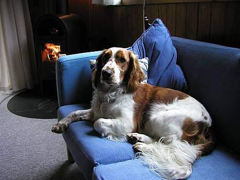 Welsh springer spaniel <3molly<3 billede 5