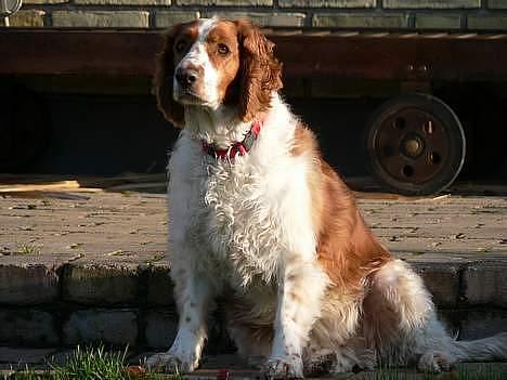 Welsh springer spaniel <3molly<3 billede 6