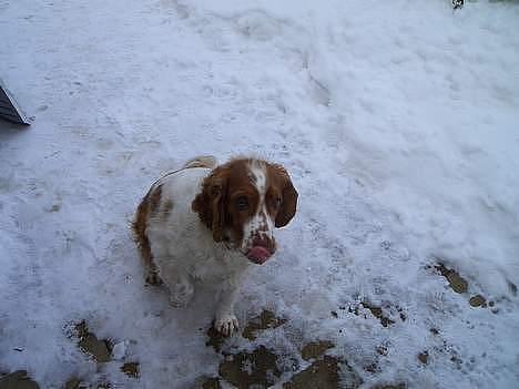 Welsh springer spaniel <3molly<3 billede 7