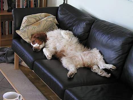 Welsh springer spaniel <3molly<3 billede 8