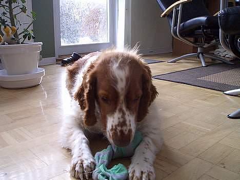 Welsh springer spaniel <3molly<3 billede 9