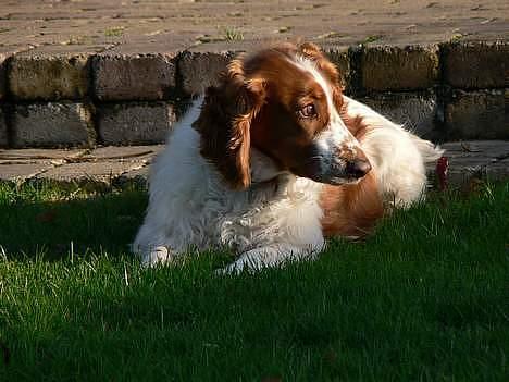 Welsh springer spaniel <3molly<3 billede 10