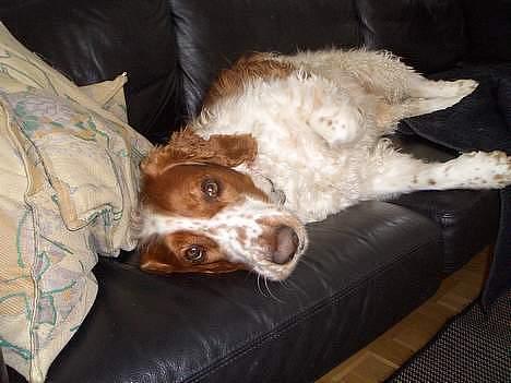Welsh springer spaniel <3molly<3 billede 11