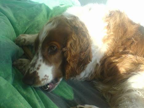Welsh springer spaniel <3molly<3 billede 12