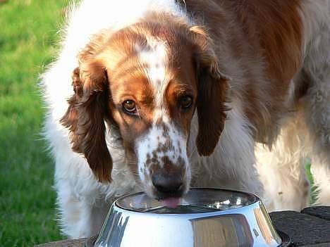 Welsh springer spaniel <3molly<3 billede 13