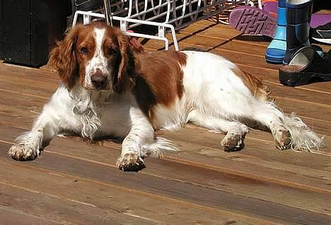 Welsh springer spaniel <3molly<3 billede 14