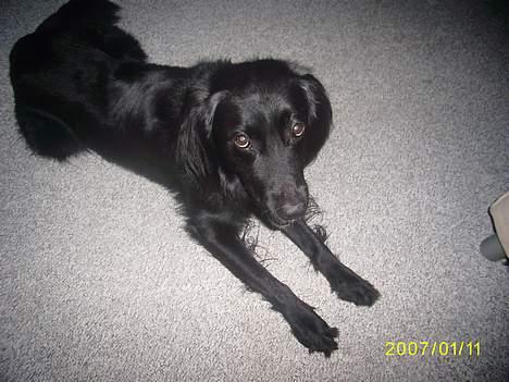 Blanding af racer Lucas - Lucas tænker bare "gid hun dog snart var færdig med at tage de billeder".... billede 8