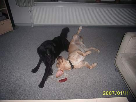 Blanding af racer Lucas - "ja det er så Rico min ny lillebror som bare ikke kan lade mig være... endnu" billede 9