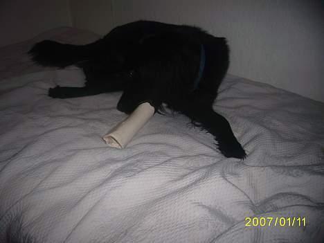 Blanding af racer Lucas - "uhh.. lige nu har jeg ikke tid til noget som helst..." billede 10