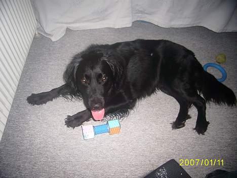 Blanding af racer Lucas - "iNej det er stadig ikke Ricos legetøj.. hehe eller måske...." billede 11