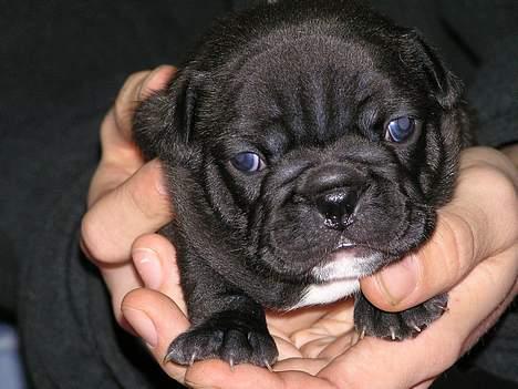 Fransk bulldog Viktorie Ujamik - 2 uger gammel billede 2
