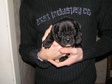 Fransk bulldog Viktorie Ujamik - 4 uger gammel billede 3